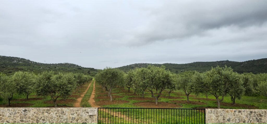 Rezidba masline na višestožastu vazu_prikaz maslinika prije rezidbe