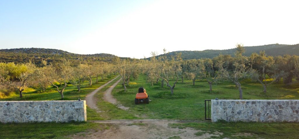 Polikonična rezidba - prikaz maslinika odmah nakon rezidbe