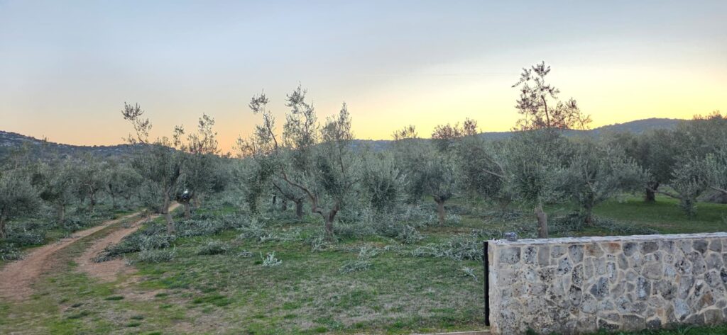 Maslinik nakon godinu dana od rezidbe